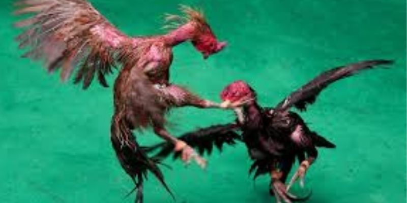 Hướng Dẫn Tham Gia Đá Gà Cựa Tròn Tại 58WIN