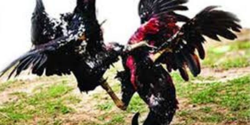 Mẹo Đặt Cược Hiệu Quả Khi Gặp Thế Gà Đá Xạ Tại 58WIN