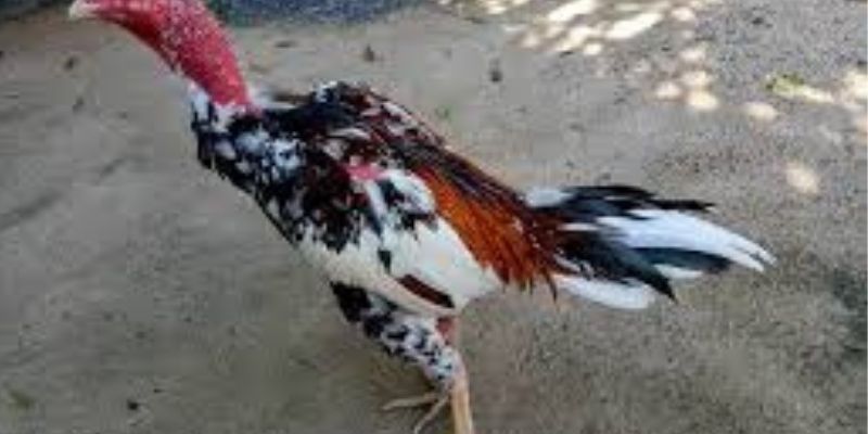 Mẹo Chọn Gà Đá Hiệu Quả Tại 58WIN