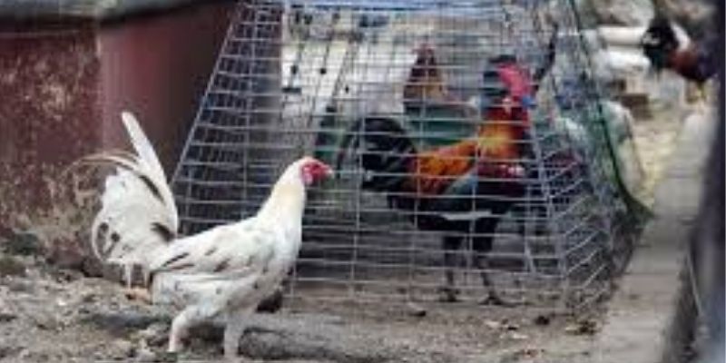 Mẹo Chọn Gà Đá 58WIN