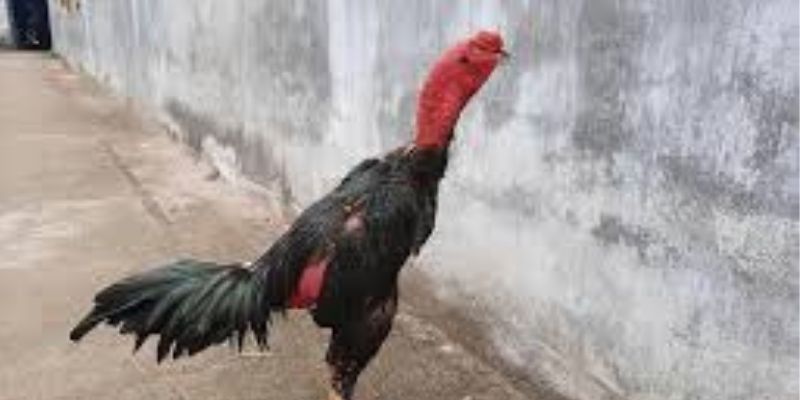 Mẹo Quản Lý Vốn Khi Chọn Gà Đá Tại 58WIN