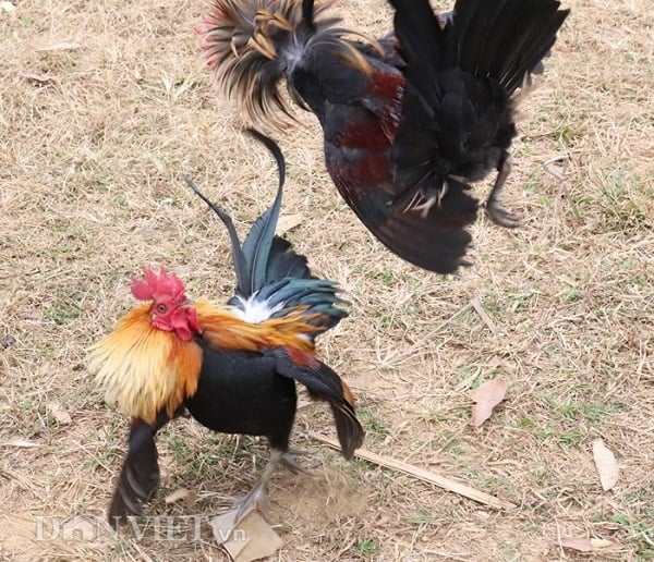 Vai Trò Của Thế Gà Đá Xạ Trong Cá Cược Tại 58WIN