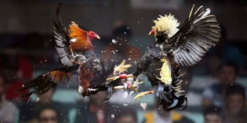 Ưu Điểm Khi Chơi Đá Gà Cựa Sắt Trực Tuyến Tại 58WIN