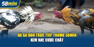 Trường Gà Thomo 58WIN