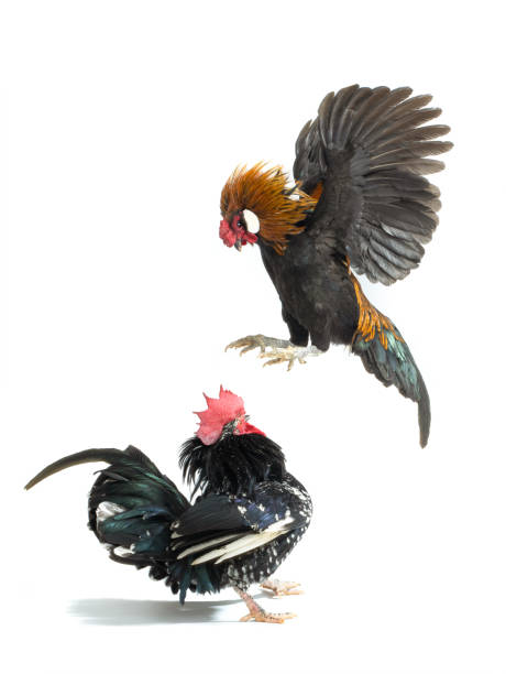 Những Lưu Ý Khi Tham Gia Đá Gà Tại 58win