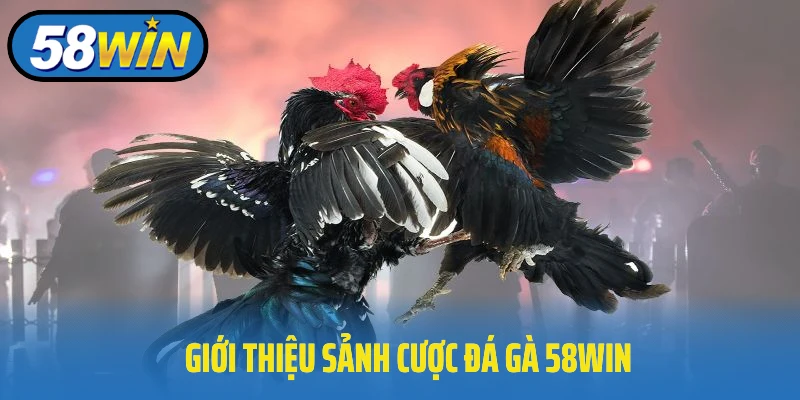 Đá Gà 58win