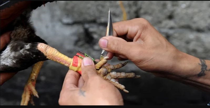 Đá Gà Cựa Sắt 58WIN