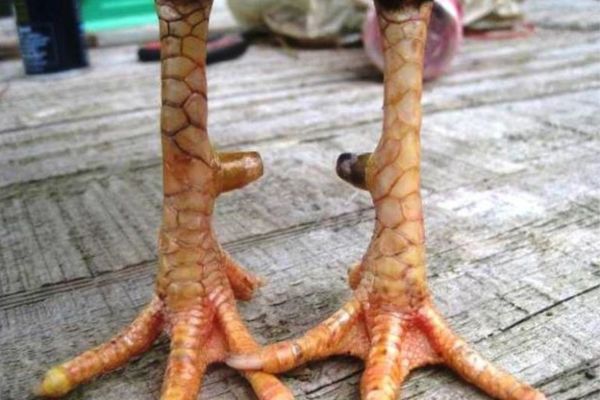 Ý Nghĩa Vảy Gà Chọi Độc Trong Cá Cược Đá Gà Tại 58WIN