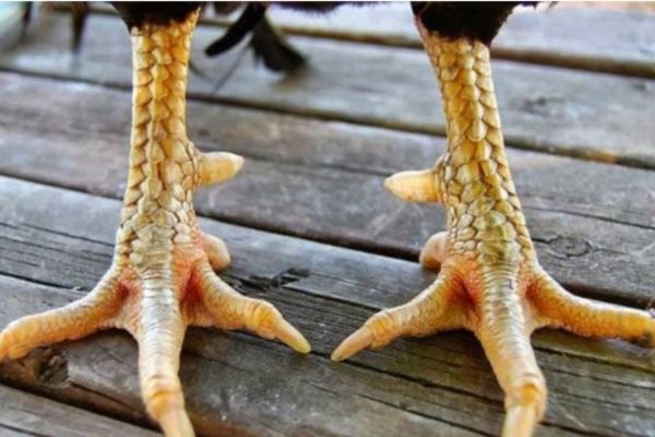 Mẹo Cá Cược Đá Gà 58WIN Dựa Trên Vảy Gà Chọi Độc